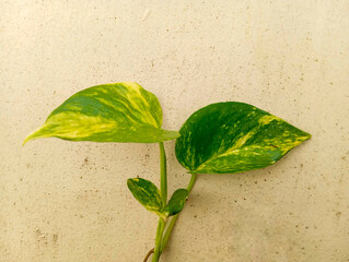 Epipremnum aureum or sirih gading emas creeps up the wall © Supriylex