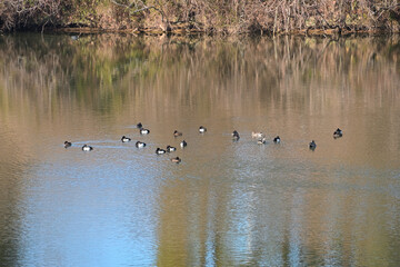 キンクロハジロの集団
