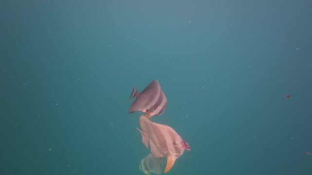 Slow motion underwater shot of platax fish in indian ocean