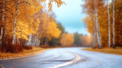 Fototapeta premium A curvy road is surrounded by bright yellow foliage under a cloudy sky during a tranquil autumn day with light rain