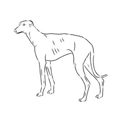 Detailed sketch of a standing Borzoi dog. Africanis dog, vector sketch