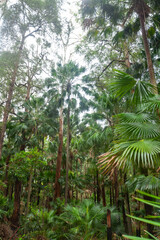 Palmen Wald im K&ouml;niglichen Nationalpark in NSW bei Sydney.