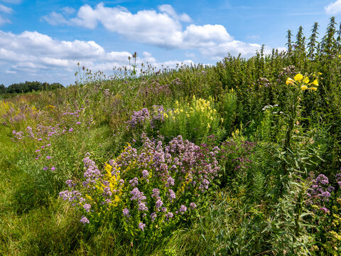 Beautiful flower meadow near Aying.