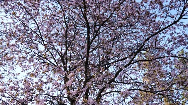 Blooming tree