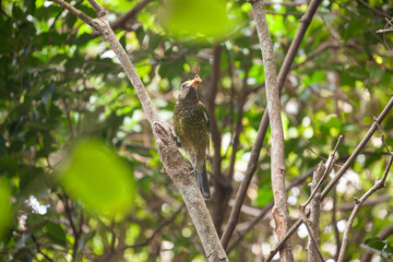 Weiblicher Seidenlaubenvogel sitzt an einem Ast und hat ein Insekt im Schnabel. Australien (NSW)