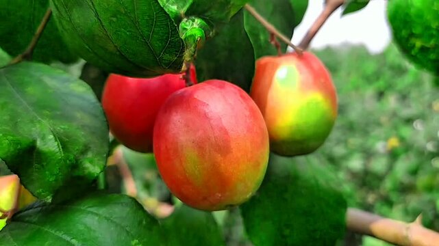 
Red apples are blooming on the branches of the garden.