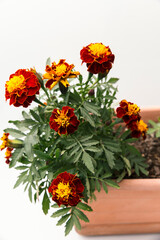 Potted marigold plant with vibrant flowers