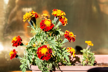 Potted marigold plant on a golden background