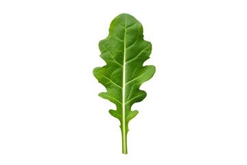 Fototapeta premium Arugula Rocket Leaf Isolated on White - Organic Green, Healthy Food, Fresh Herb, Cut Out