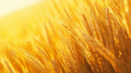 Close up of golden barley grains in sunlight for harvest themes