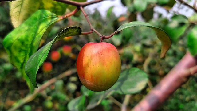 
Red apples are blooming on the branches of the garden.