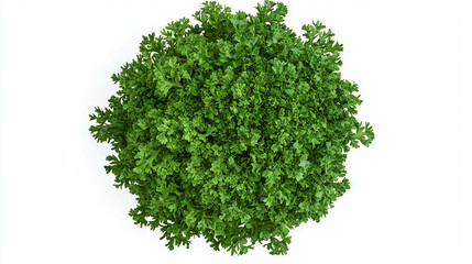 Naklejka premium Top view of a vibrant sea kale head for culinary and health concepts