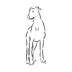 Detailed sketch of a standing Borzoi dog. Africanis dog, vector sketch