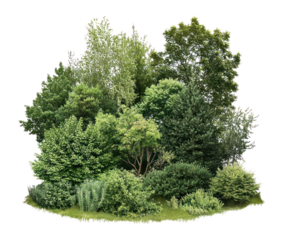 PNG Group of different trees forest nature green.