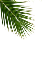 Palm leaves isolated on white background, file png