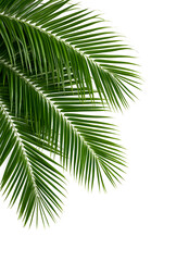 Fototapeta premium Palm leaves isolated on white background, file png