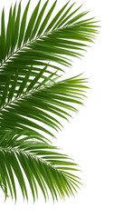 Obraz premium Palm leaves isolated on white background, file png