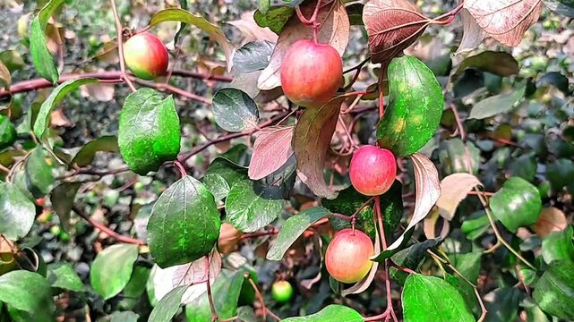 
Red apples are blooming on the branches of the garden.