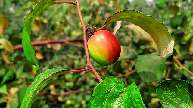 
Red apples are blooming on the branches of the garden.