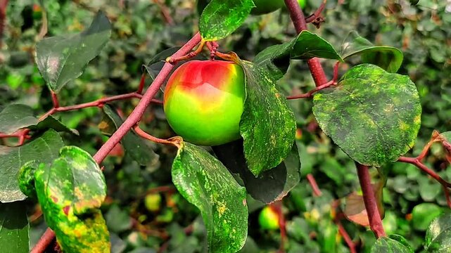 
Red apples are blooming on the branches of the garden.