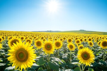 Fototapeta premium Sunny Sunflower Field