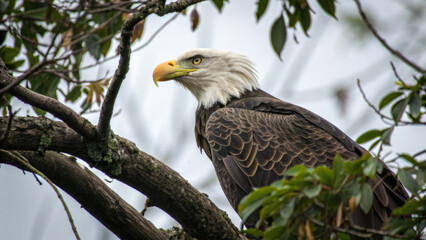 Obraz premium independence day Majestic eagle perched on tree branch, showcasing its powerful presence and keen gaze