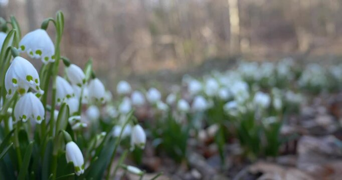 Wei&szlig; bl&uuml;hende M&auml;rzenbecher im Fr&uuml;hling, Fr&uuml;hlings-Knotenblume (Leucojum vernum), Bayern, Deutschland, Europa