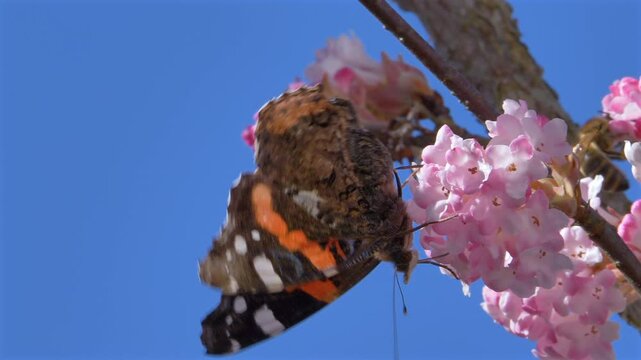 Schmetterling (Admiral) sammelt Nektar an den Bl&uuml;ten eines Winterschneeballs (Viburnum &times;bodnantense),  im Fr&uuml;hling,  Bayern, Deutschland, Europa