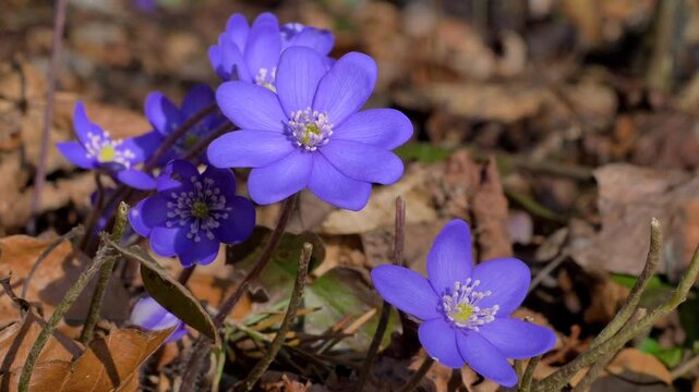 Bl&uuml;hende Leberbl&uuml;mchen (Hepatica nobilis) im Wald,  Bayern, Deutschland, Europa