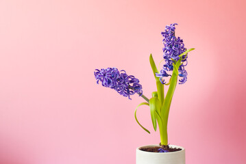 The photo shows a purple hyacinth in a pot on a pink background.