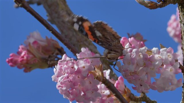 Schmetterling (Admiral) sammelt Nektar an den Bl&uuml;ten eines Winterschneeballs (Viburnum &times;bodnantense),  im Fr&uuml;hling,  Bayern, Deutschland, Europa