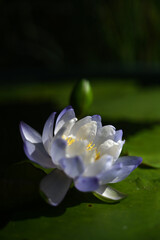 water lily in the pond