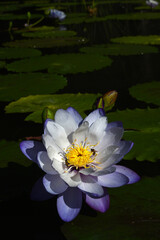 white water lily