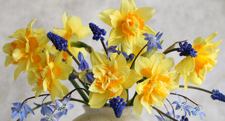 Yellow daffodils and blue muscari flowers creating stunning spring bouquet