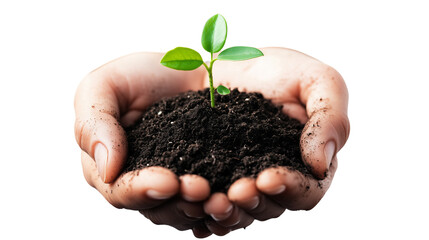 Hands Holding Soil with Green Seedling  Sustainable Growth Concept on Transparent Background

