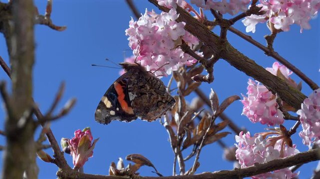 Schmetterling (Admiral) sammelt Nektar an den Bl&uuml;ten eines Winterschneeballs (Viburnum &times;bodnantense),  im Fr&uuml;hling,  Bayern, Deutschland, Europa