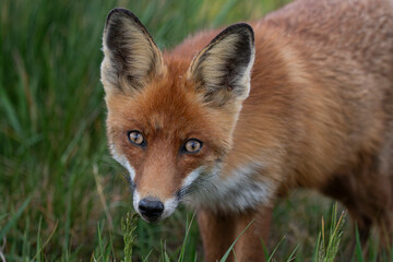 Red Fox (Vulpes vulpes) watching directly into the camera, carrying a field mouse