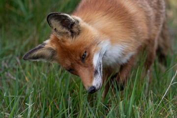 Red Fox (Vulpes vulpes) searching for mice in the grass