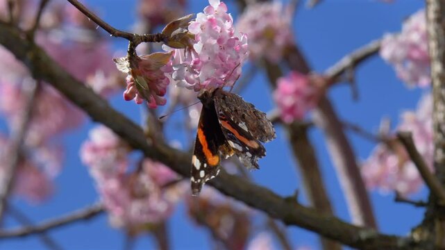 Schmetterling (Admiral) sammelt Nektar an den Bl&uuml;ten eines Winterschneeballs (Viburnum &times;bodnantense),  im Fr&uuml;hling,  Bayern, Deutschland, Europa