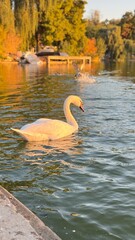 &ldquo;White SWan by the river at sunset showing calm beauty and light.&rdquo;