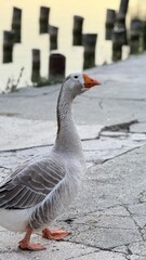 “White goose by the river at sunset showing calm beauty and light.”