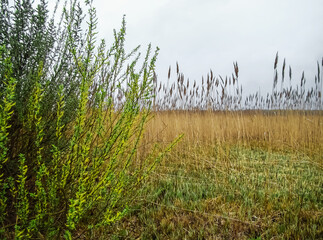 Beginning of spring. Willow blossoms in early spring.