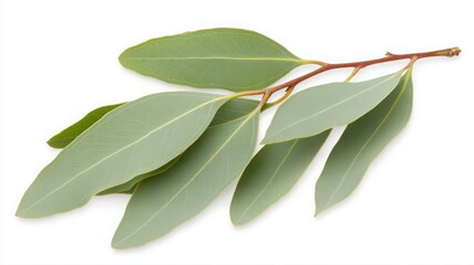 Green Eucalyptus Leaves Branch on White Background
