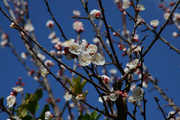 Albicocco fiori