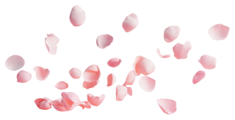 PNG Pink rose petals floating background soft composition.