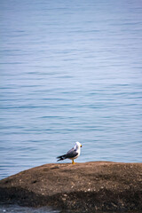 seagull on the beach