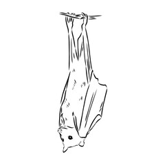 Flying fox bat handing on a branch with leaves. Sketch. Engraving style. Vector illustration.