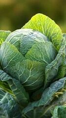 Obraz premium Vibrant Green Savoy Cabbage Close Up Photo