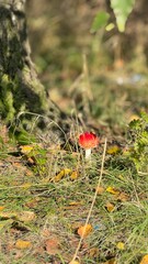 &ldquo;Historic Auschwitz memorial site showing buildings, fences and quiet remembrance atmosphere.&rdquo;
