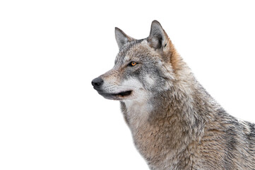 wolf isolated on a white background